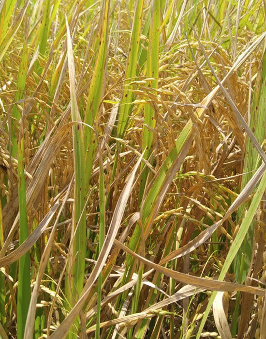 Efecto de Lidavital y Rental sobre amacollamiento y rendimiento en arroz.
