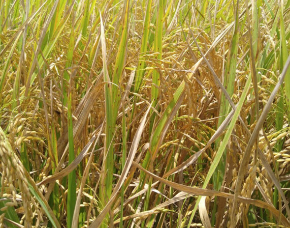 Efecto de Lidavital y Rental sobre amacollamiento y rendimiento en arroz.